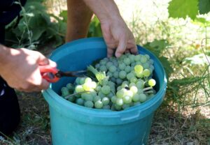 KARABÜK (AA) – Karabük'ün Safranbolu ilçesinde yetiştirilen coğrafi işaret tescilli