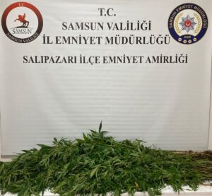 SAMSUN (AA) – Samsun'un Salıpazarı ilçesinde düzenlenen operasyonda 75 kök