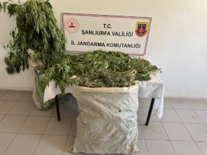 ŞANLIURFA (AA) – Şanlıurfa'nın Birecik ilçesinde 2 kilo 525 gram
