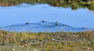 KARS (AA) – Kars'ın Sarıkamış ilçesindeki yaban hayvanları görüntülendi. Sarıçam