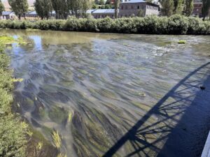 ARDAHAN (AA) – Ardahan'da hava sıcaklığının etkisiyle suyu azalan Kura