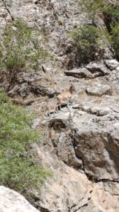 SİİRT (AA) – Siirt'in Şirvan ilçesinde dağ keçileri görüntülendi. Ormanbağı