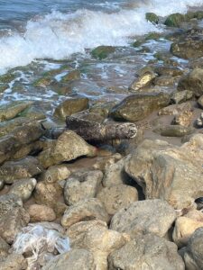 İSTANBUL (AA) – Şile'de sahile vuran ve mühimmat olduğu değerlendirilen