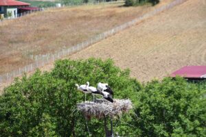 SİNOP (AA) – Sinop'un Saraydüzü ilçesi Cuma Ovası'ndaki leyleklerin göçünün