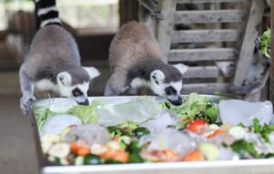 MERSİN (AA) – Mersin'deki Tarsus Doğa Parkı'nda sıcak havadan etkilenmemeleri