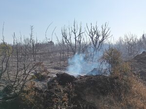 TEKİRDAĞ (AA) – Tekirdağ'ın Malkara ilçesinde piknik bölgesinden makilik alana