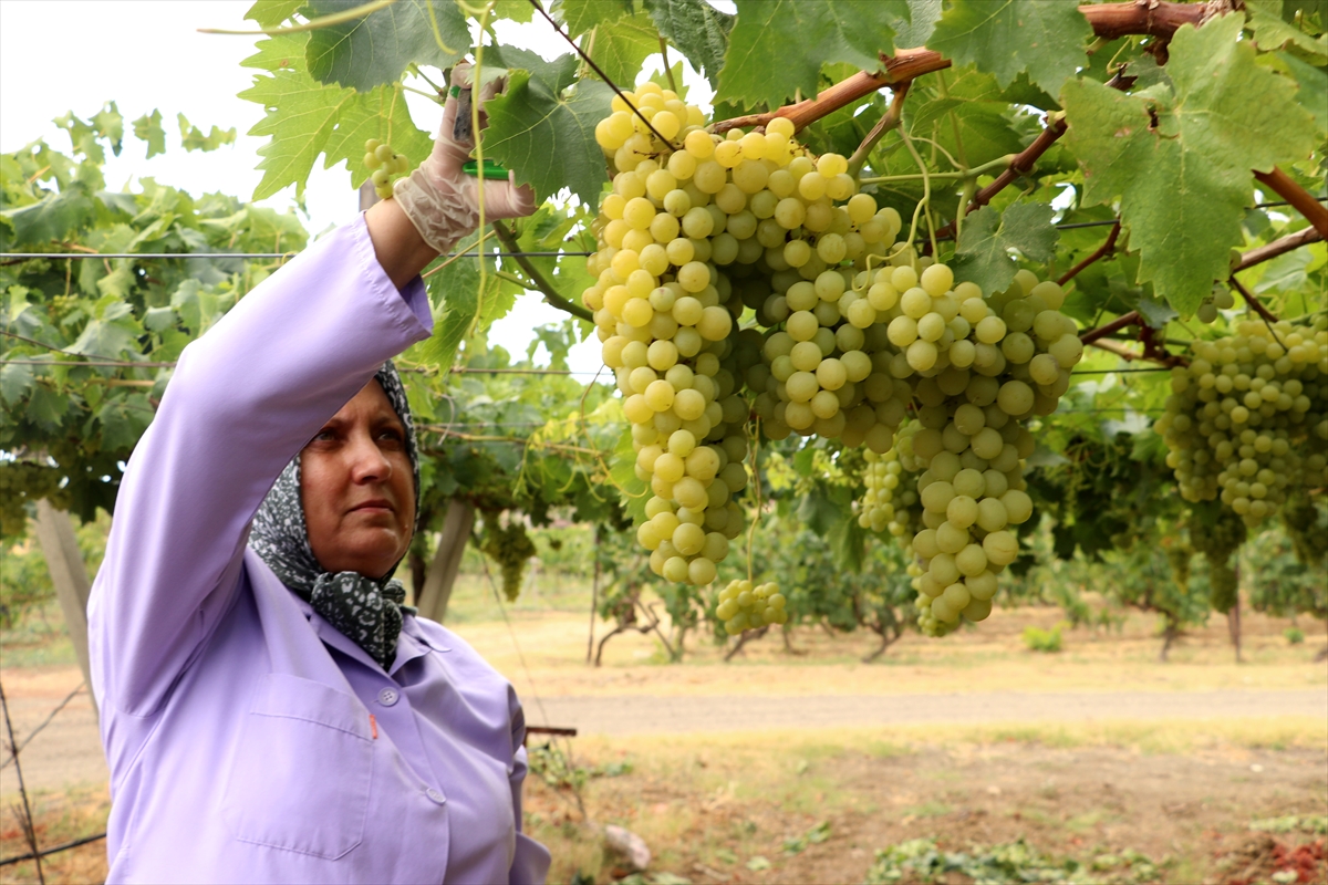Tekirdağ'da tescilli “Süleymanpaşa beyazı” üzümünde hasat başladı