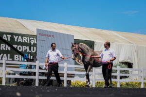 BURSA (AA) – TİGEM e-satış ile 51 tayın satışından 27