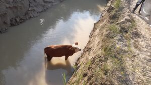 TOKAT(AA) – Tokat’ın Erbaa ilçesinde, gölete düşen 3 inek itfaiye