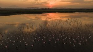 VAN (AA) – Van Gölü Havzası'ndaki sulak alanlarda konaklayan flamingolar