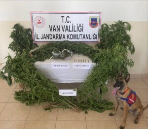 VAN (AA) – Van'da evin çatısı ile bahçesinde yetiştirilen 127