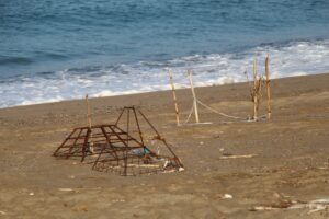 ANTALYA (AA) – Antalya'nın Alanya ilçesinde yuvalarından çıkan caretta caretta