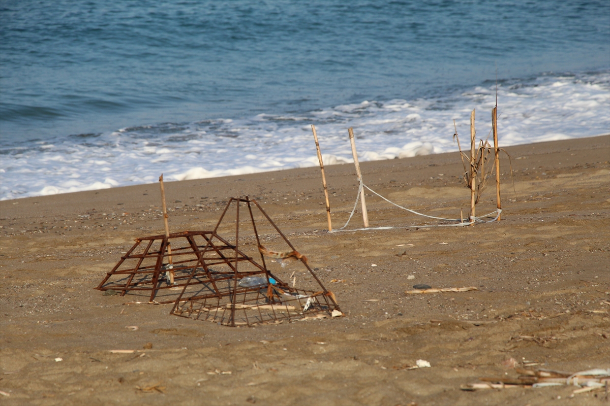 Alanya'da caretta caretta yavrularının denizle buluşma yolculuğu görüntülendi