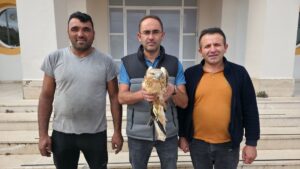 AMASYA (AA) – Amasya'nın Gümüşhacıköy ilçesinde yaralı halde bulunan şahin,