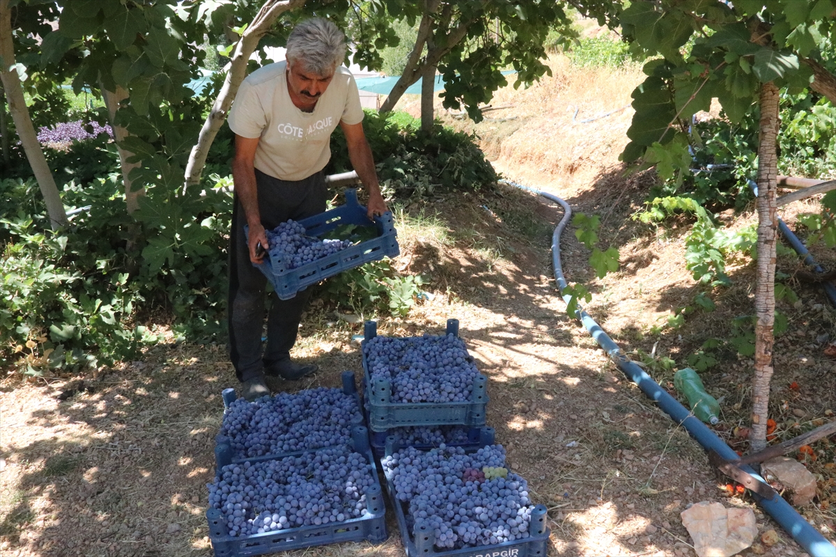 Arapgir'in tescilli mor reyhanında ve köhnü üzümünde hasat yapılıyor