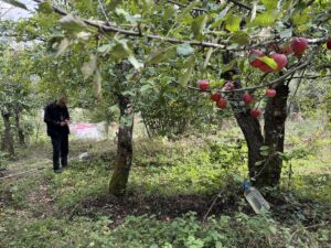 ARDAHAN (AA) – Ardahan'da üretilen ve olgunlaştığında içi de dışı