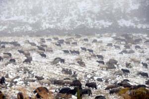 ARDAHAN (AA) – Ardahan'da meralarda otlamaya bırakılan küçükbaş hayvan sürüleri,