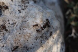 ANTALYA (AA) – SÜLEYMAN ELÇİN – Antalya'da dünyanın en iyi