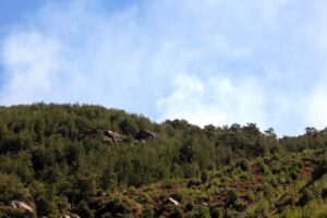 AYDIN (AA) – Aydın'ın Çine ilçesinde dün akşam saatlerinde çıkan