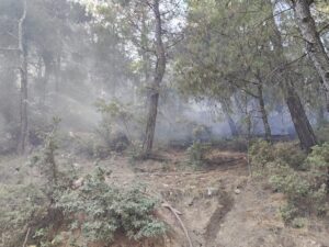 BALIKESİR (AA) – Balıkesir'in İvrindi ilçesinde ormanlık alanda çıkan yangın