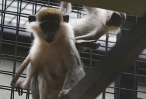 ANKARA (AA) – Ankara Atatürk Orman Çiftliği'nde yapımı tamamlanan "Atatürk