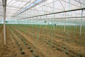 ANTALYA (AA) – HATİCE ÖZDEMİR TOSUN – Antalya, Isparta ve