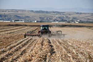 BATMAN (AA) – Batman'da hasat sonrası tarladan toplanan mısır anızı