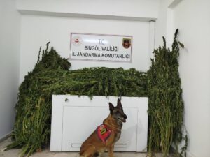 BİNGÖL (AA) – Bingöl’ün Genç ilçesinde düzenlenen operasyonda 91 kilo