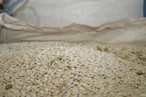 BİTLİS (AA) – Bitlis merkez ve ilçelerindeki geniş tarım arazilerine