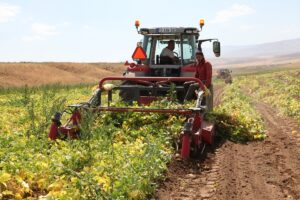 BİTLİS (AA) – Bitlis'te yaklaşık 110 bin dekar alanda ekimi