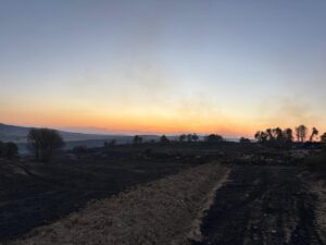 ÇORUM (AA) – Çorum'un Alaca ilçesinde otluk arazide çıkan ve