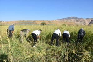 ŞIRNAK (AA) – EKREM PAYAN – Şırnak'ta, Dergul tahininin coğrafi