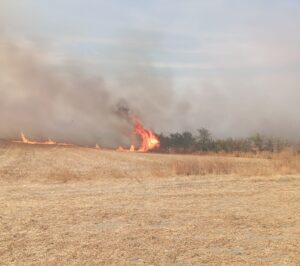EDİRNE (AA) – Edirne'nin Keşan ilçesinde anızdan ağaçlık alana sıçrayan