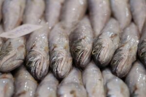 İZMİR (AA) – Yaklaşık 5 ay süren av yasağının sona