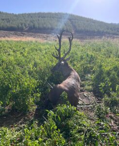 GAZİANTEP (AA) – Gaziantep'in İslahiye ilçesinde biber tarlasında sulama hortumuna