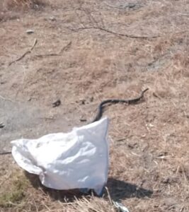 HATAY (AA) – Hatay'da 2 eve giren yılanlar, itfaiye ekibince