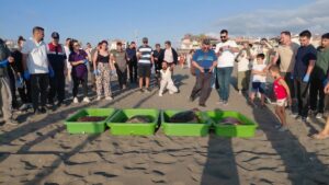 HATAY (AA) – Hatay'ın Samandağ ilçesinde tedavileri tamamlanan 4 caretta