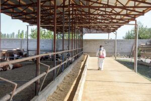 IĞDIR (AA) – HÜSEYİN YILDIZ – Iğdır'da, şap hastalığıyla mücadele