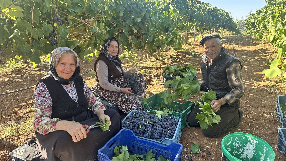 Isparta'da devlet destekli kurulan bağlarda üzüm hasadı başladı