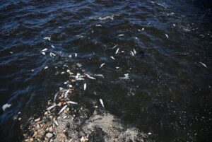 İZMİR (AA) – İzmir Körfezi Üçkuyular İskelesi yakınlarında ölü balıklar