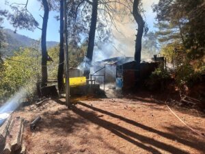 İZMİR (AA) – İzmir’in Kemalpaşa ilçesinde ormanlık alana yakın bir