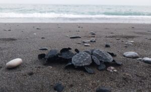 MUĞLA (AA) – Muğla'nın Ortaca ilçesindeki İztuzu kumsalında, bu sezon,