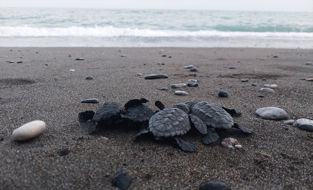 İztuzu sahilinde 30 bin yavru caretta caretta mavi sularla buluştu