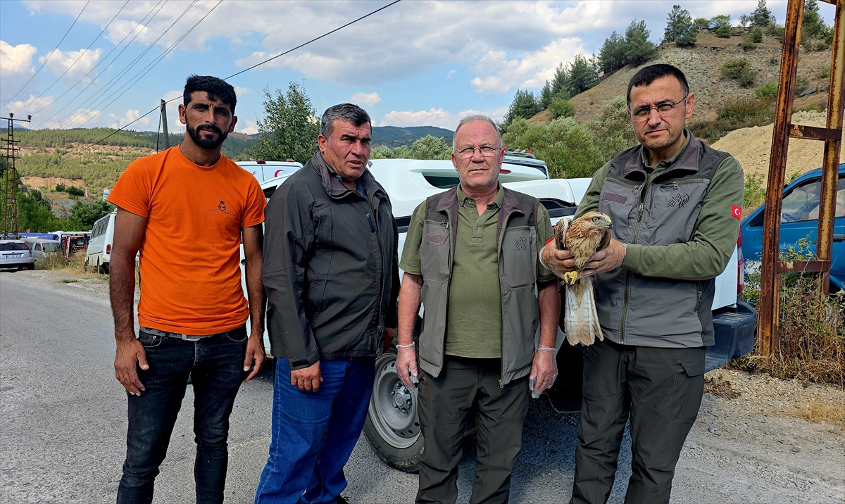 Karabük'te yaralı bulunan kızıl şahin tedavi altına alındı