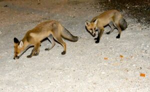 KARS (AA) – Kars'ta her akşam mahalleye inen 4 kızıl