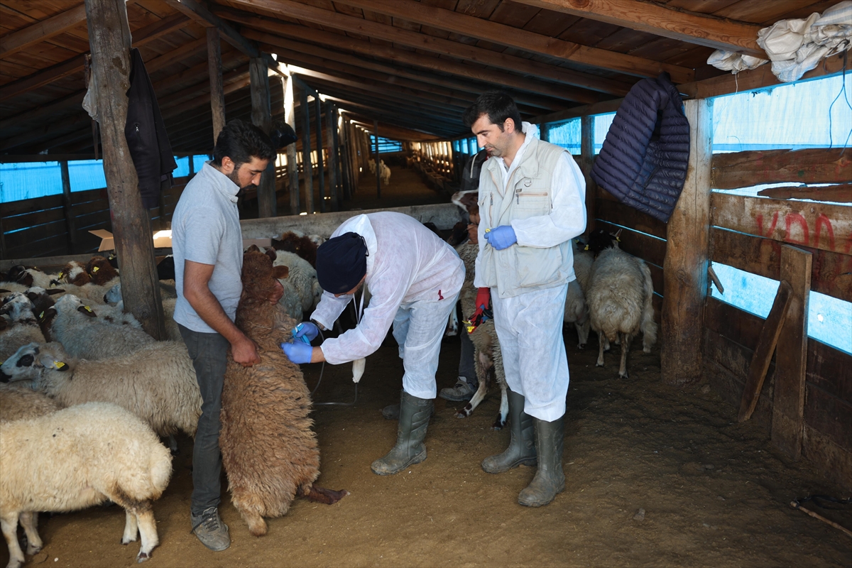 Kars'ta küçükbaş hayvanlar bulaşıcı hastalıklara karşı aşılanıyor