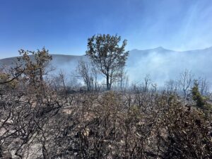 KONYA (AA) – Konya'nın Akşehir ilçesinde ormanlık alanda çıkan yangına
