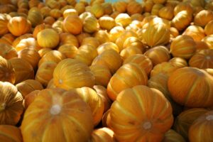 MUĞLA (AA) – Serin havası, çınar ağaçlarıyla kaplı yolları, yöresel