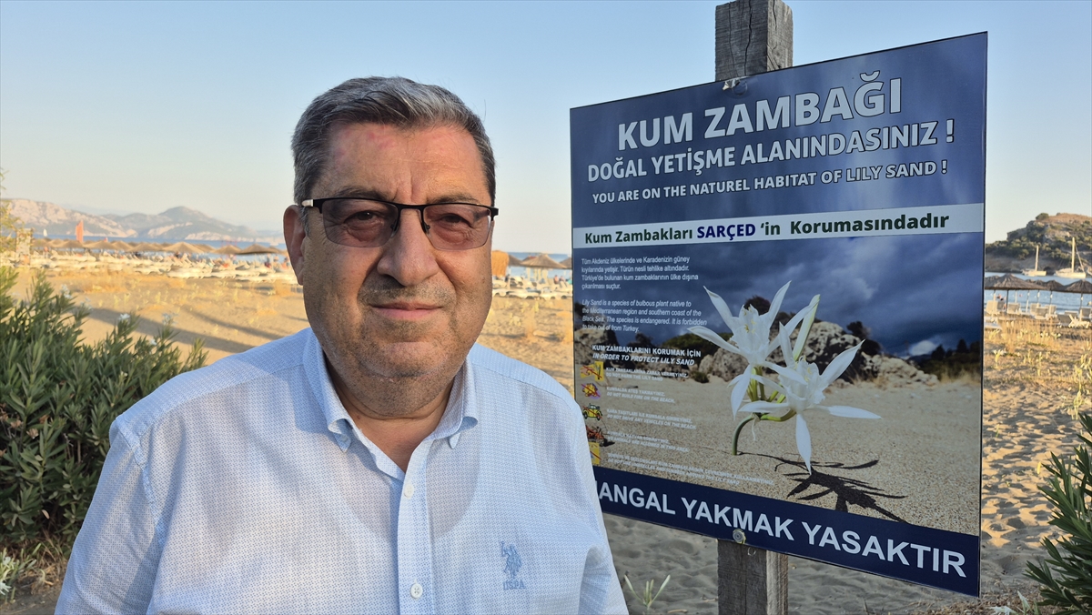 Muğla'da “kum zambakları” sahilleri süslemeye başladı
