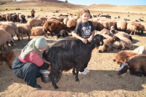 MUŞ (AA) – Muş'un Korkut ilçesinde kadınların meradaki süt sağım